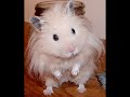 funny animals