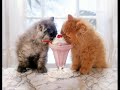 funny looking animals! ... animals 