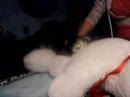 teddy sex gone out of control