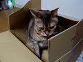 段ボール猫◇orrugated cardboard cat