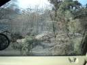 Chinook winds 2 - Tree on my car Chinook winds 2 - Tree on my car