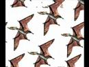 spinosaur- the dsungaripterus hoards spinosaur- the dsungaripterus hoards