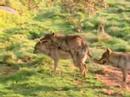 Wolf Mating