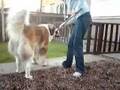 trying to sweep.