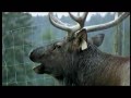Outdoor Storytellers - The call of the elk