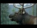 Outdoor Storytellers - The call of the elk