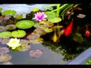 Fish Pond 5-7-2007 Fish Pond 5-7-2007