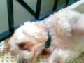 videos de Peanut and Schotzi!