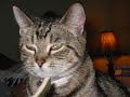 my pets