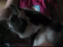 Kitty on CRACK!