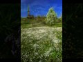 Tiberiu Brediceanu - La Seceris Doina Stancutei -Tiberiu Brediceanu