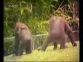 Video_20303