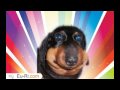 A T Shirt of A weiner Dog - Parry Gripp
