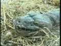 Monstrous Python Mangled By Hyenas