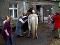 No horses for old women