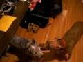 Thunderdome: Lucy and Nibbles