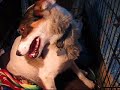 puppies.wmv