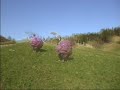 Erica campetto e primo volo parapendio
