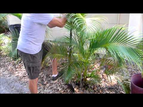how to transplant palm tree