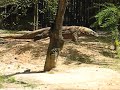Komodo dragon in Singapore.avi