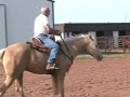 a rare pleasure and mike torturo of 3drum trotting barrels with a rope around his neck. oscar was a 3yr old when this video was taken.