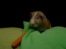 cavia eet wortel