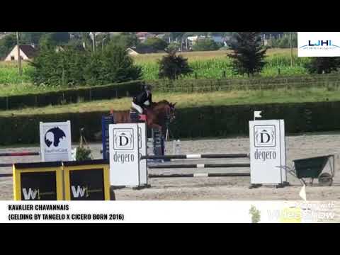 KAVALIER DILBEEK JULY 2021