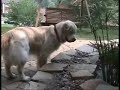 A Golden Retriever Pond Boy