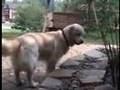 Golden Retriever video