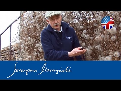 how to care clematis