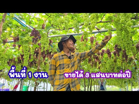 จากหนุ่มโรงงาน สู่เจ้าของกิจการองุ่นเงินล้าน