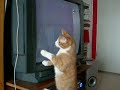 ボール猫動画