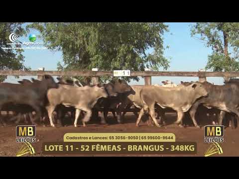 556� LEIL�O VIRTUAL MB LEIL�ES
