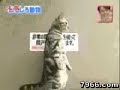 Funny cat