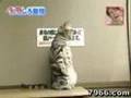 Funny cat