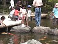 Melihat Ikan Koi