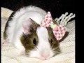 For Charlie, the drunk guinea pig.
