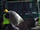 Garbage Truck Man - A Day in the Life