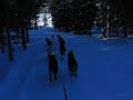 Dogsled Chicken