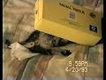 Kitten in tissue box