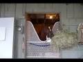 Curlin at the Spa
