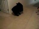 Sammy and her tail.