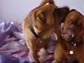 Shar-pei Vs Mastiff Shar-pei Vs Mastiff