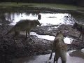 three orphaned wolf pups, hand raised from 3 weeks of age - in this clip, they are 5 months old.