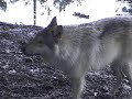 three orphaned wolf pups, hand raised from 3 weeks of age - in this clip, they are 5 months old.