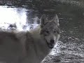 three orphaned wolf pups, hand raised from 3 weeks of age - in this clip, they are 5 months old.