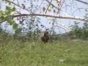 Groundhog Adventure