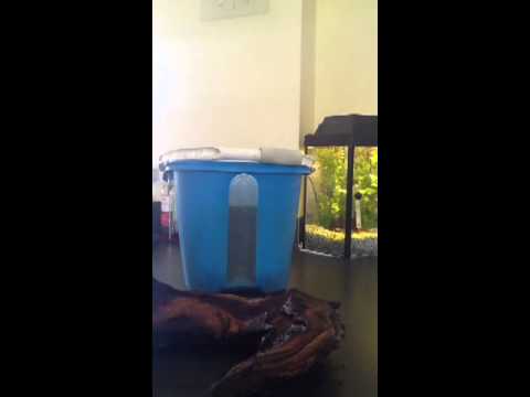 how to cure aquarium wood
