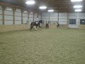 Warmblood for Sale- $7000