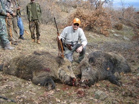 boar